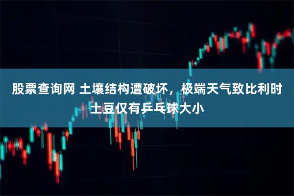 股票查询网 土壤结构遭破坏，极端天气致比利时土豆仅有乒乓球大小